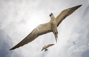 Познакомьтесь с рейнджерами, которые охраняют один из самых отдалённых и биологически разнообразных рифов на Земле